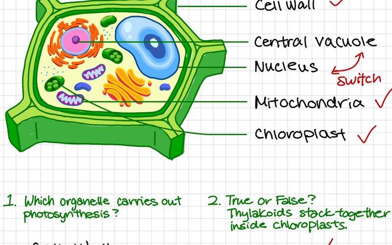 A Goodnotes lesson being taught live: a labelled plant-cell diagram annotated in real time with pupil thumbnails visible.
